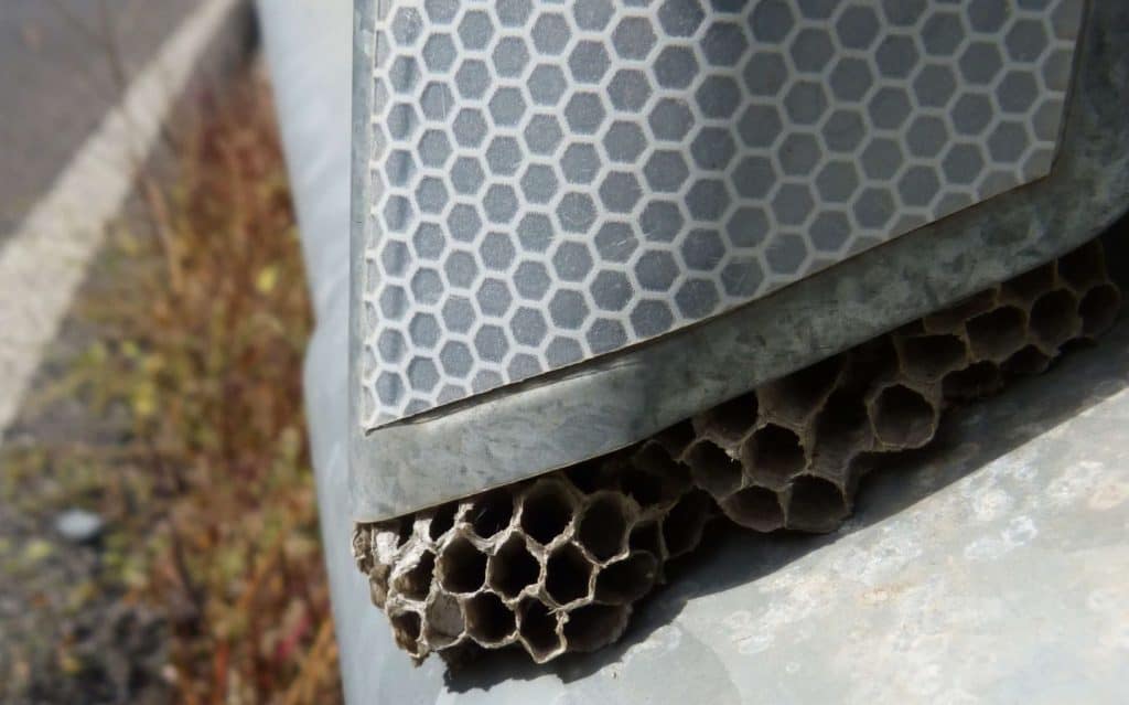 nido di vespe sotto un catarifrangente a nido di vespe