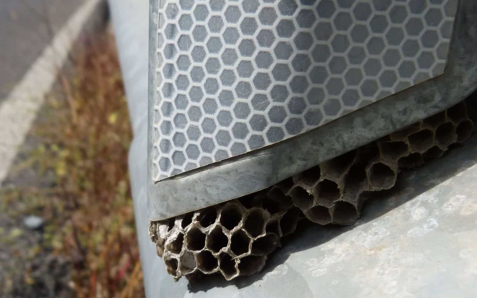 nido di vespe sotto un catarifrangente a nido di vespe