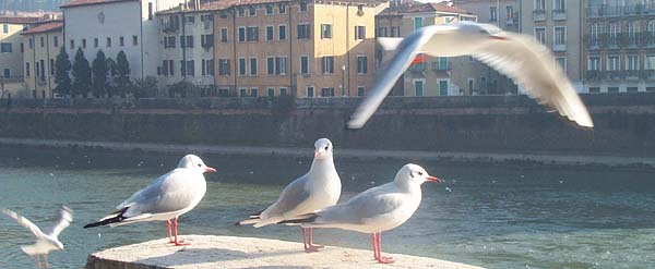 gabbiani sul lungadige