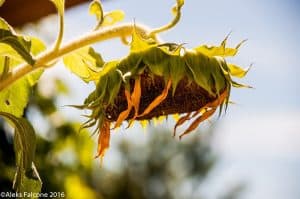 GrigliataGazzadina-070816-007